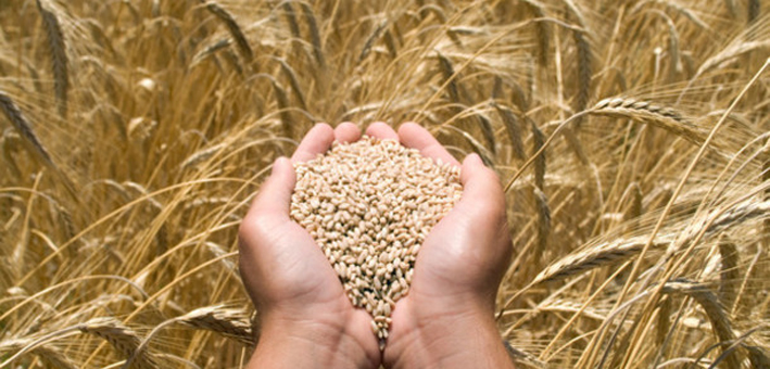 granos de cereales integrales den las manos