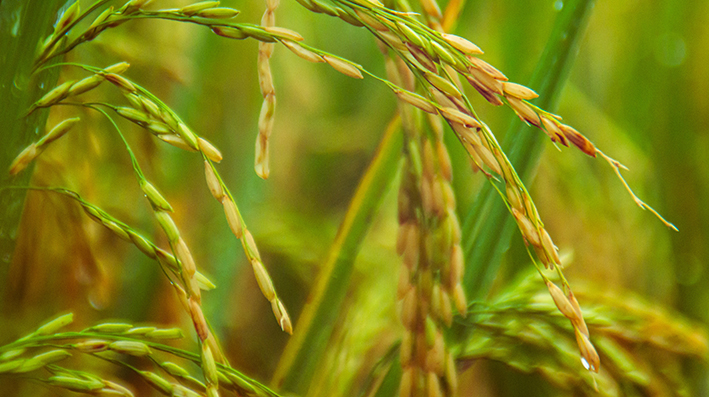 el arroz esencial entre los cereales integrales