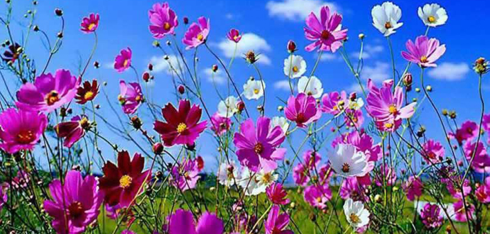 el hígado y vesícula biliar florecen en primavera como las flores