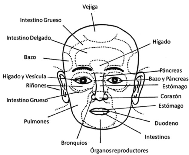 los órganos en el rostro según el diagnóstico oriental