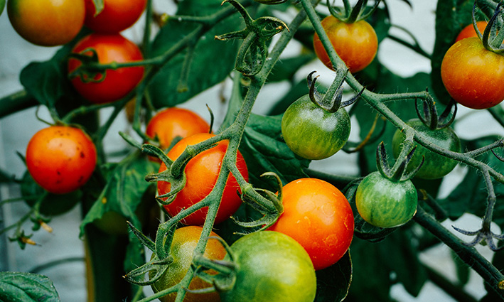 consumo excesivo de tomates altera el bioma de la tierra