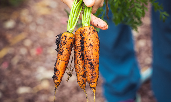 Tierra en las zanahorias y vitamina B12