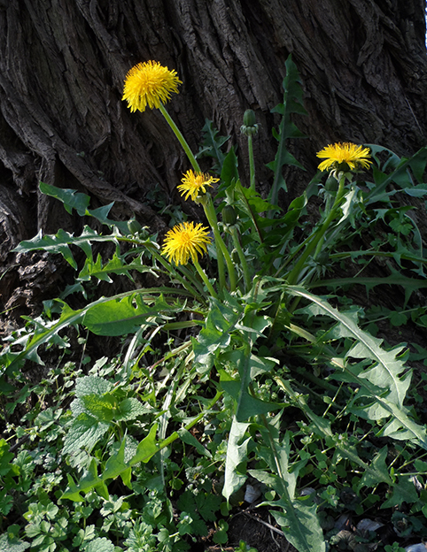 diente de león paras las recetas de ortigas